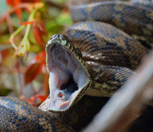 snake yawn