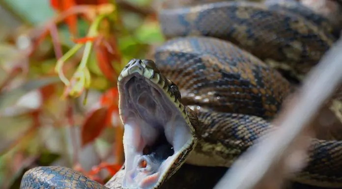 snake yawn