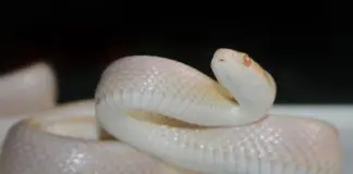 snow corn snake