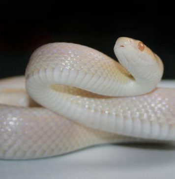 snow corn snake