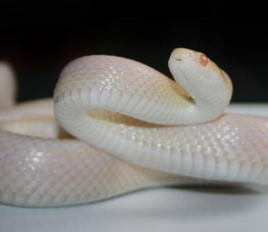 snow corn snake