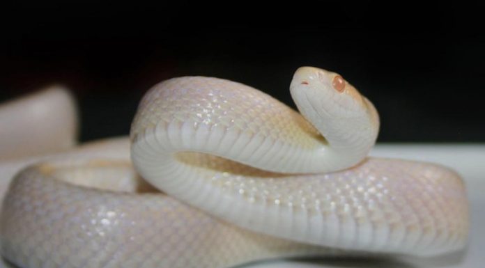 snow corn snake