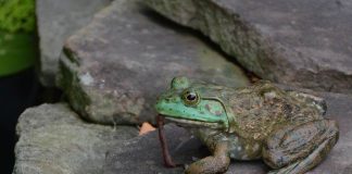 frog eating worm