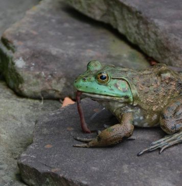 frog eating worm