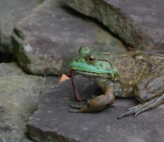 frog eating worm