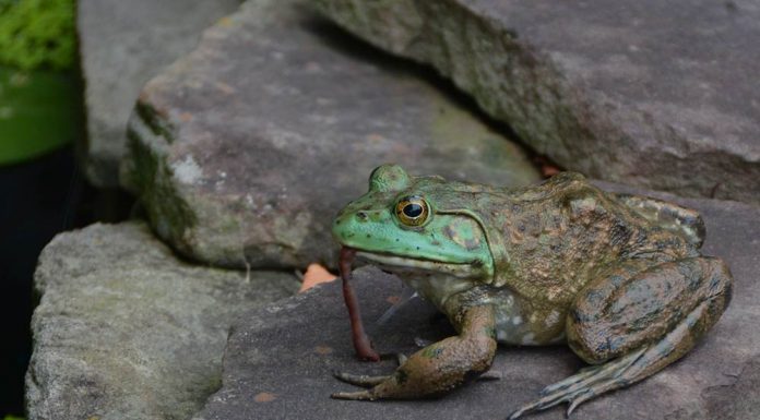 frog eating worm