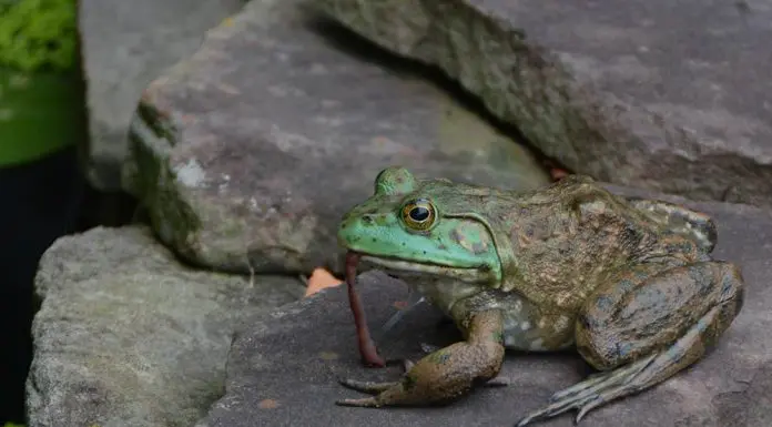 frog eating worm