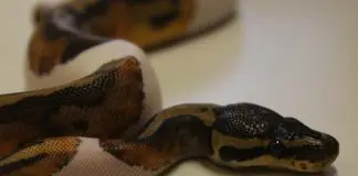 pied ball python