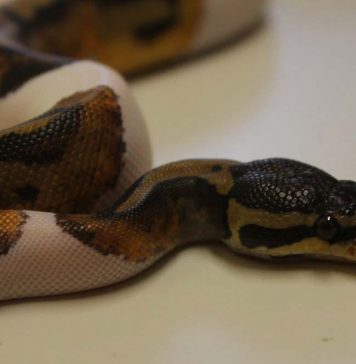 pied ball python