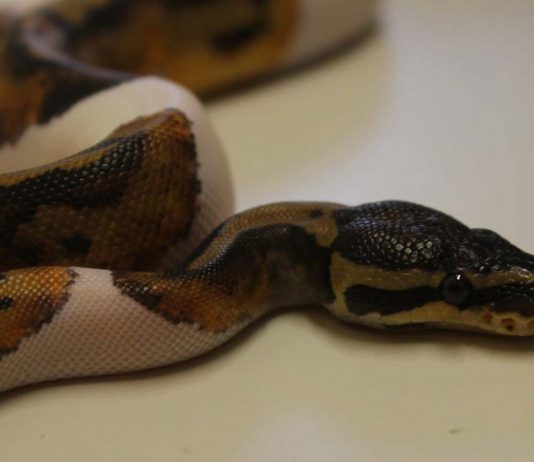 pied ball python