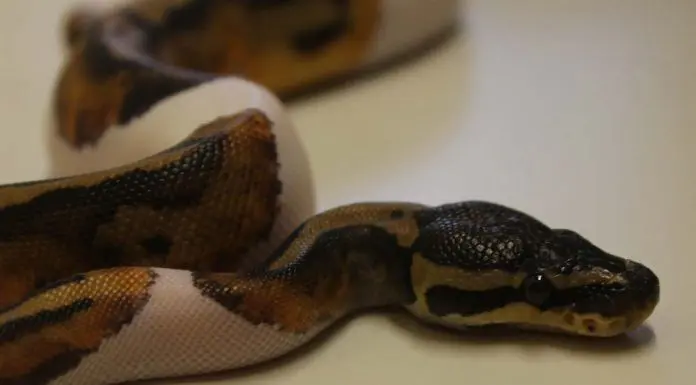 pied ball python
