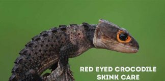red eye crocodile skink