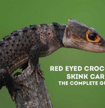 red eye crocodile skink