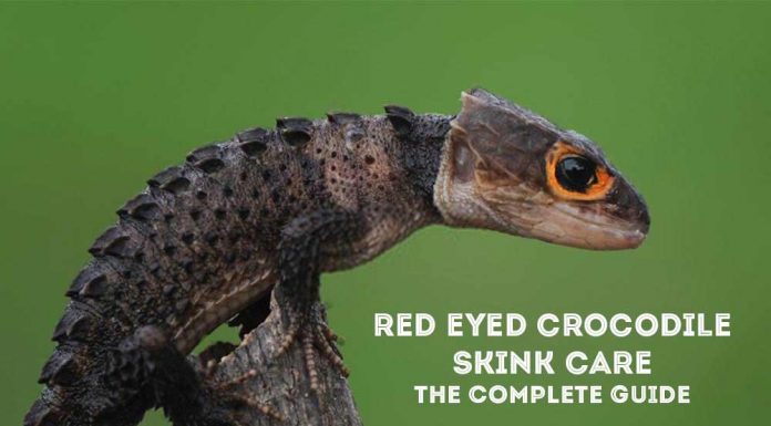 red eye crocodile skink
