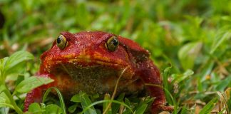 tomato frog