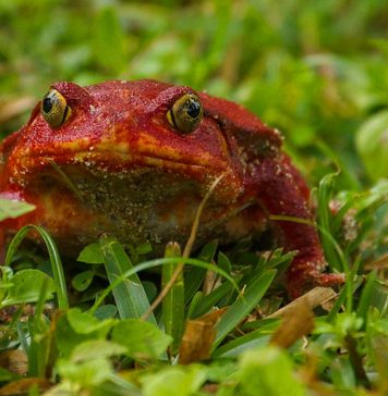 tomato frog