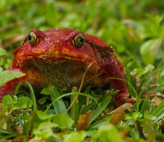 tomato frog