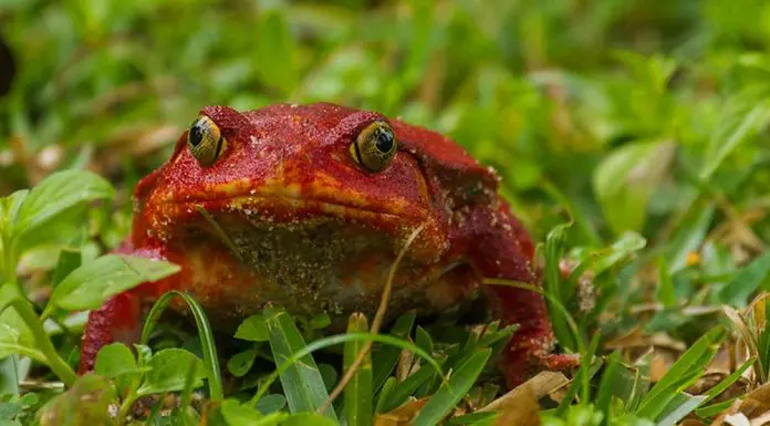 tomato frog