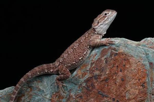 Pogona-Henrylawsoni