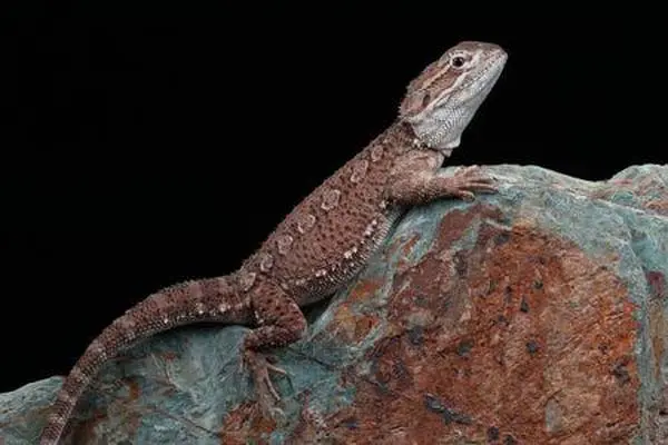 Pogona-Henrylawsoni