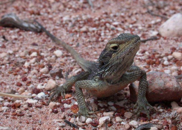 Pogona Minor Minima