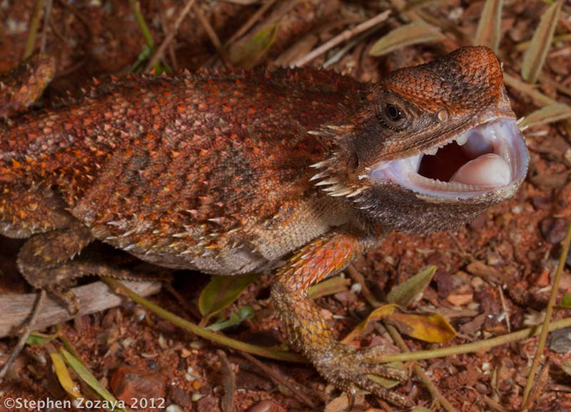 Pogona Minor Mitchelli