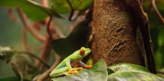 dart frog in vivarium