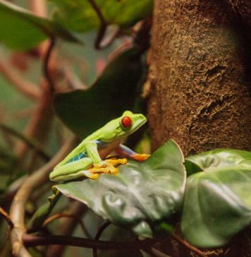 dart frog in vivarium