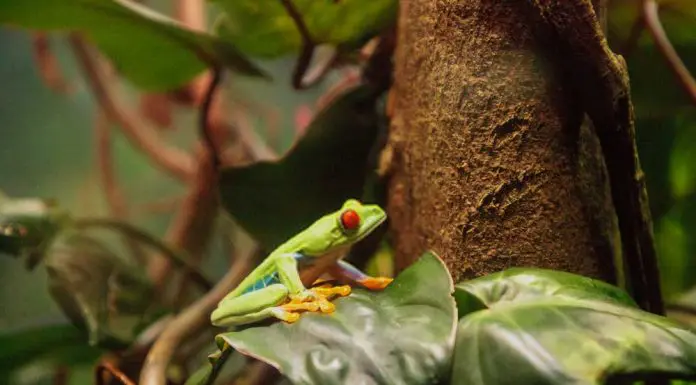 dart frog in vivarium