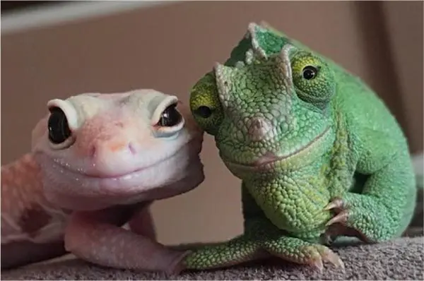 gecko and girlfriend