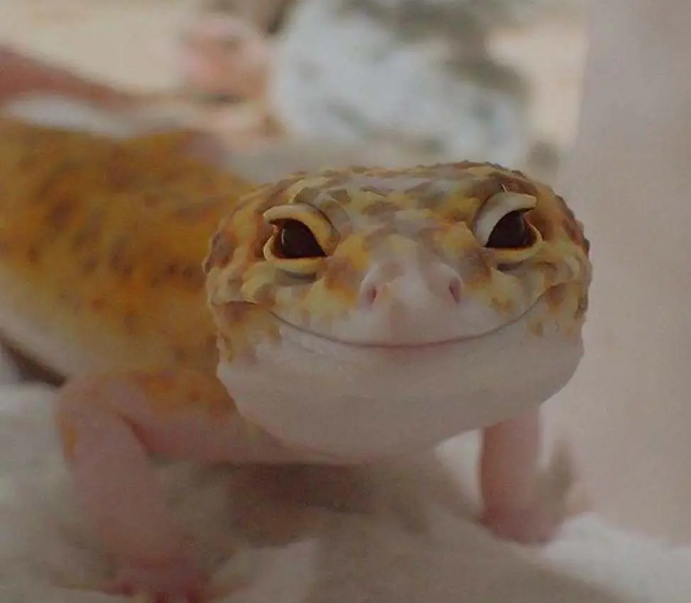 Leopard gecko smiling and chilling
