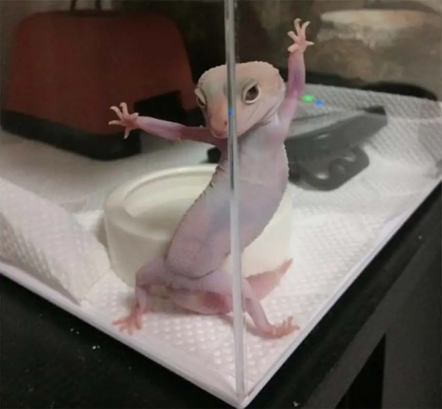 gecko dancing