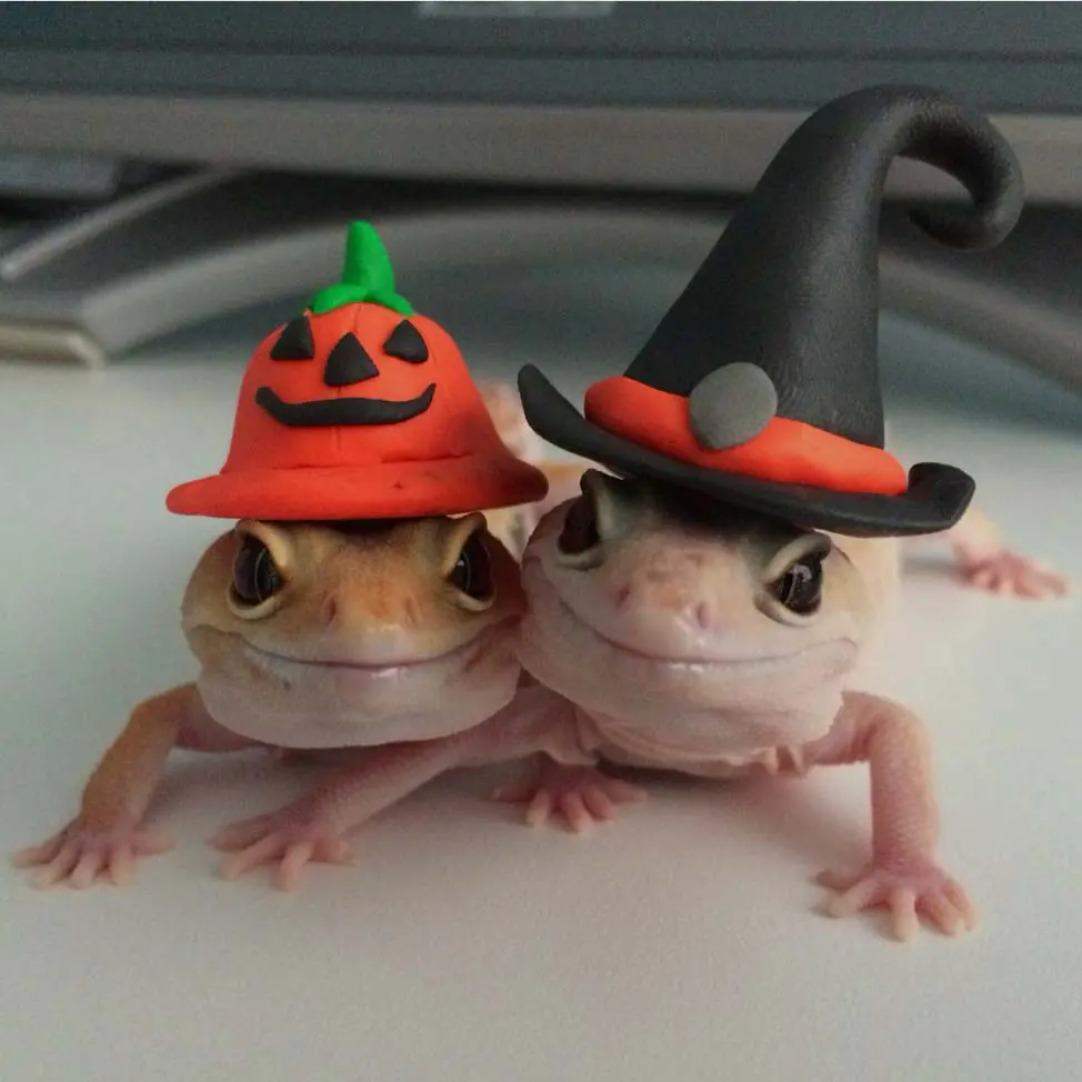 gecko halloween