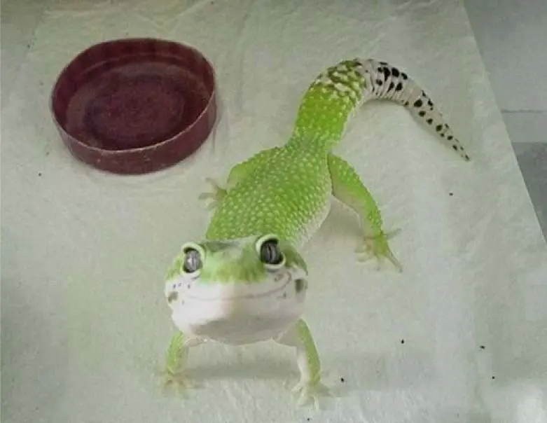 gecko smiling at owner