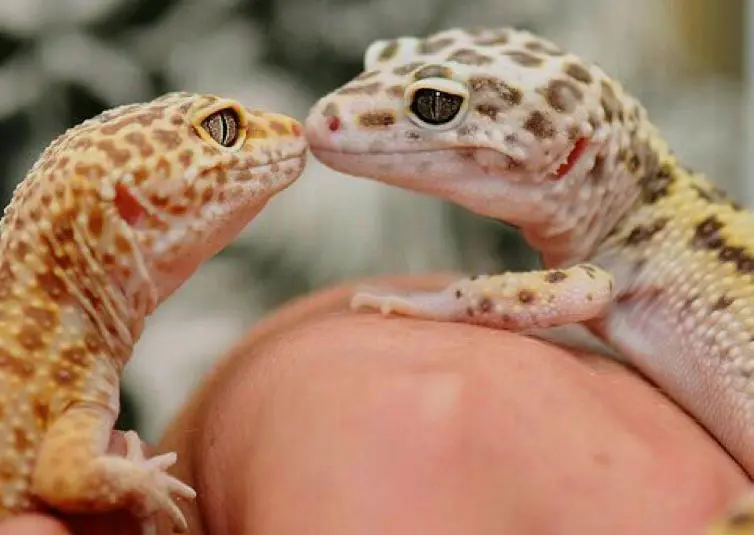 geckos kissing
