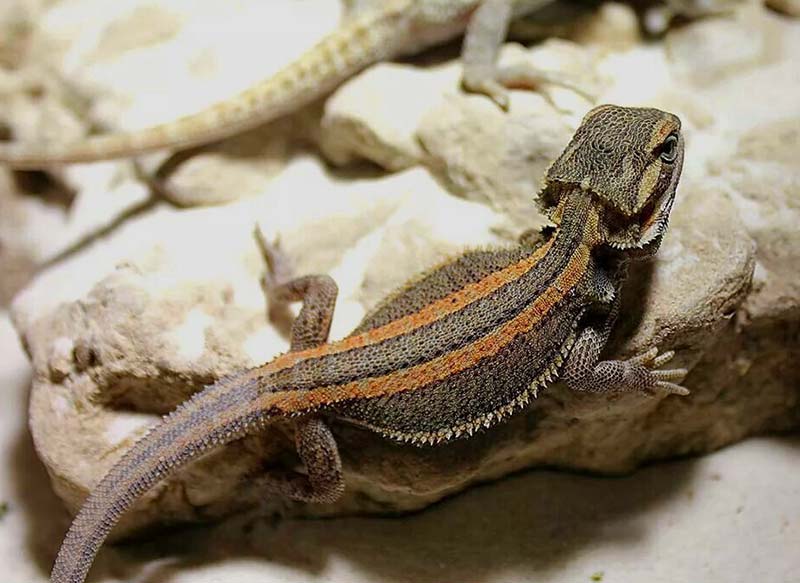 Genetic Stripe Morph