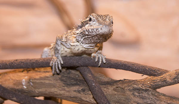 Pogona minor minor