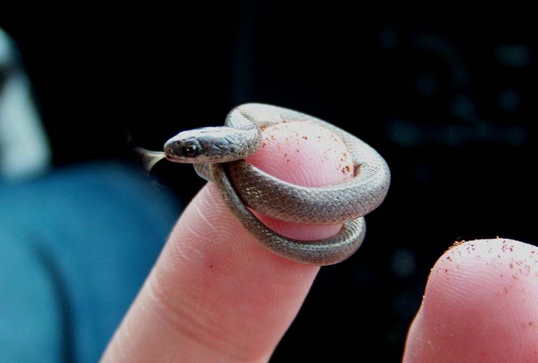 20 Tiny Pet Snakes That Stay Small (Beginner Snake Breed Guide) ExoPetGuides