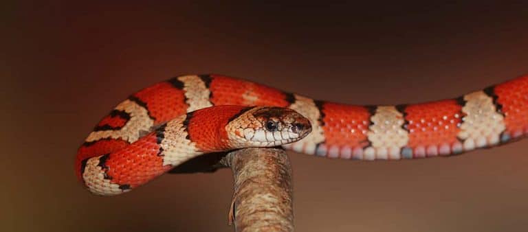 20 Tiny Pet Snakes That Stay Small (Beginner Snake Breed Guide ...
