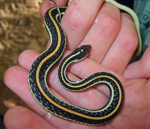 20 Tiny Pet Snakes That Stay Small (Beginner Snake Breed Guide ...
