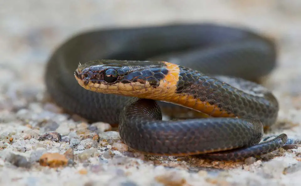 ringneck snake