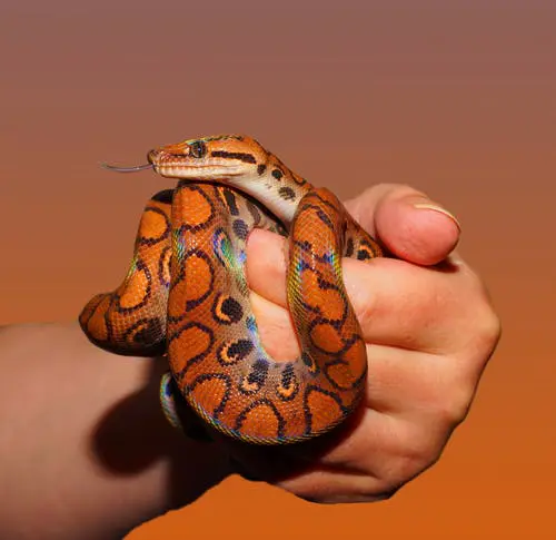 Rosy boa