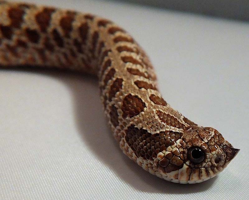 Western hognose snake