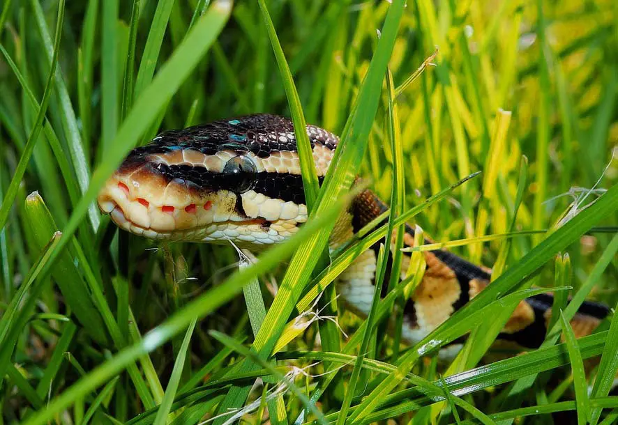 ball python