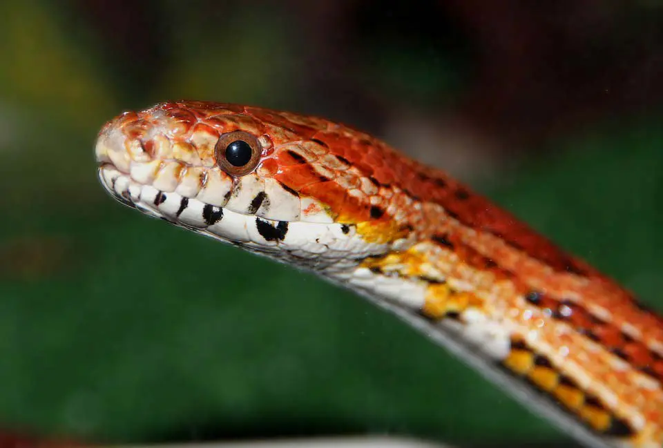 corn snake close up
