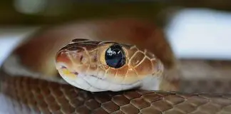 small cute snake