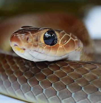 small cute snake
