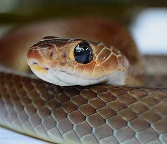 small cute snake
