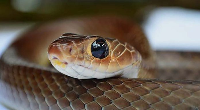 small cute snake