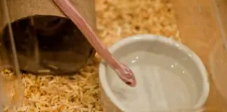 tiny snake pet